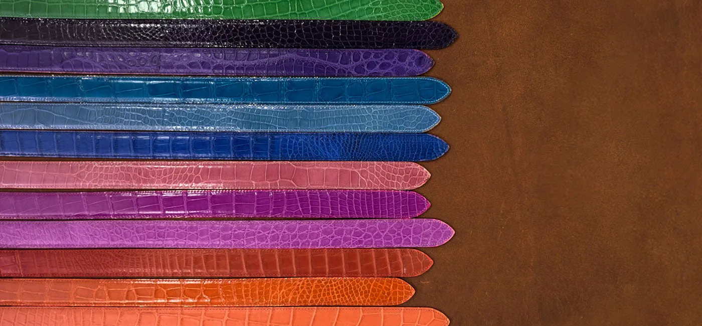 American Alligator Bright Colors