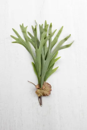 Artificial Staghorn Fern Stem (Pack of 6)