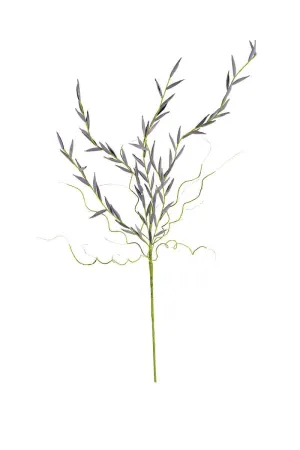 Botanica #2505 (Pack of 6)