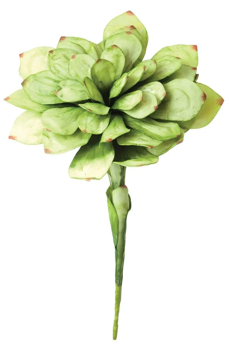 Botanica #43 (Pack of 6)