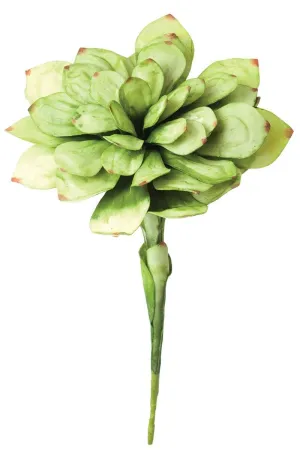 Botanica #43 (Pack of 6)