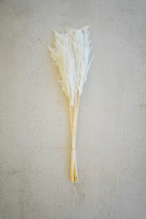 Bundle of 12 White Pampas Grass (Pack of 12)