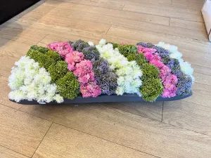 Colorful Boxwood