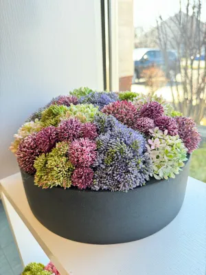 Colorful Sedums