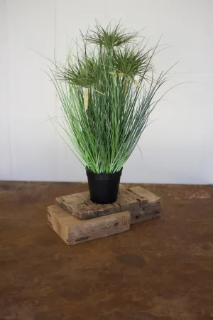 Cyprus Grass In Plastic Pot (Pack of 4)
