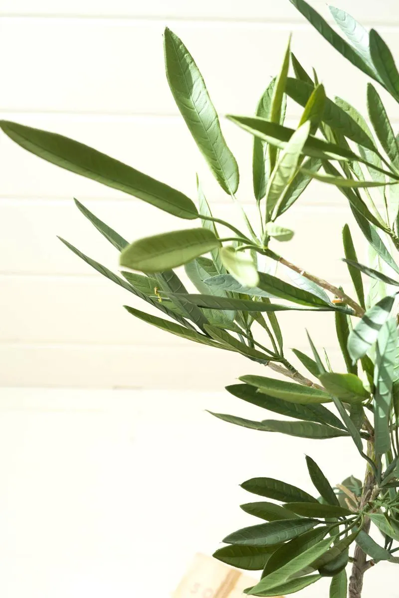 Eucalyptus Tree In a Black Pot