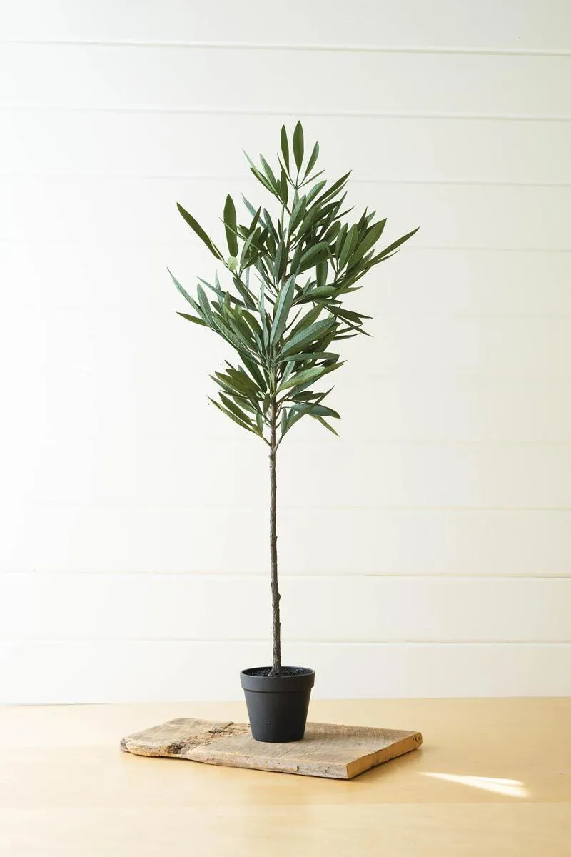 Eucalyptus Tree In a Black Pot