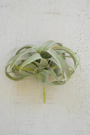 Extra Large Tillandsia Plant (Pack of 6)