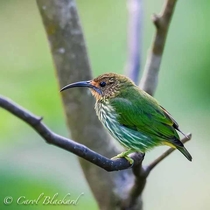 Female Purple Honeycreeper