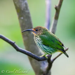 Female Purple Honeycreeper
