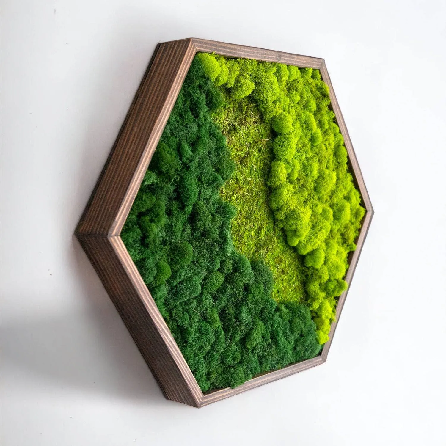 Framed Mixed Moss Hexagon Wall Art