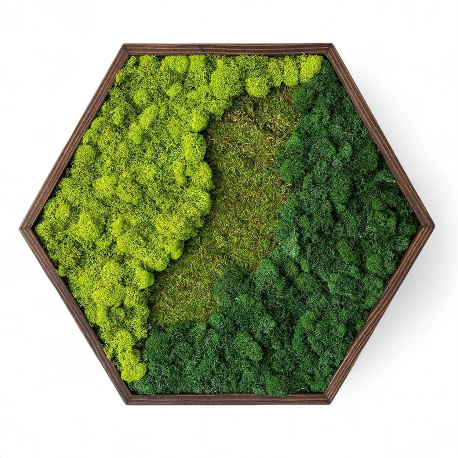 Framed Mixed Moss Hexagon Wall Art