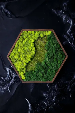 Framed Mixed Moss Hexagon Wall Art
