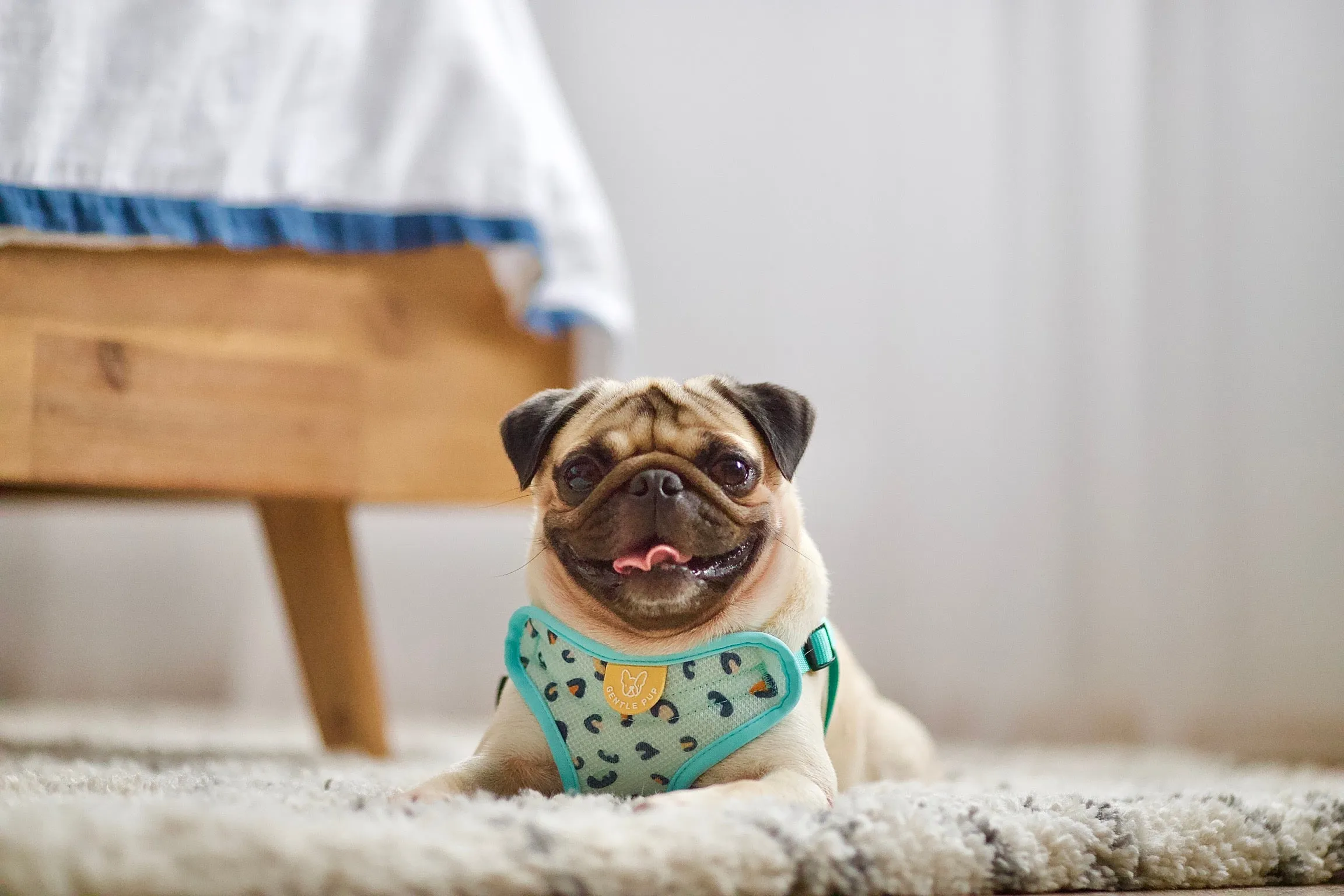 Gentle Pup - Baby BamBam Easy Harness