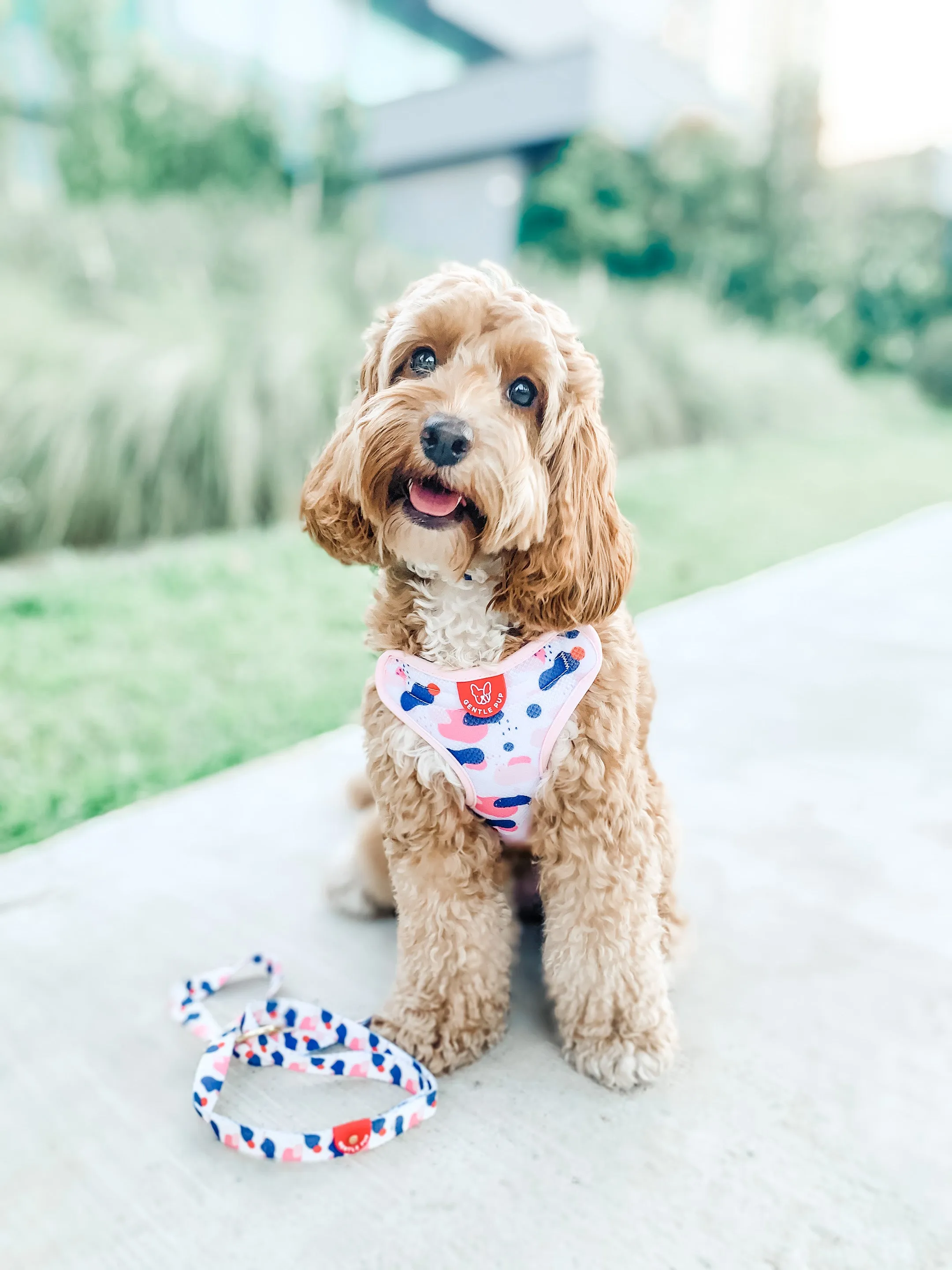 Gentle Pup - Lovely Leia Easy Harness