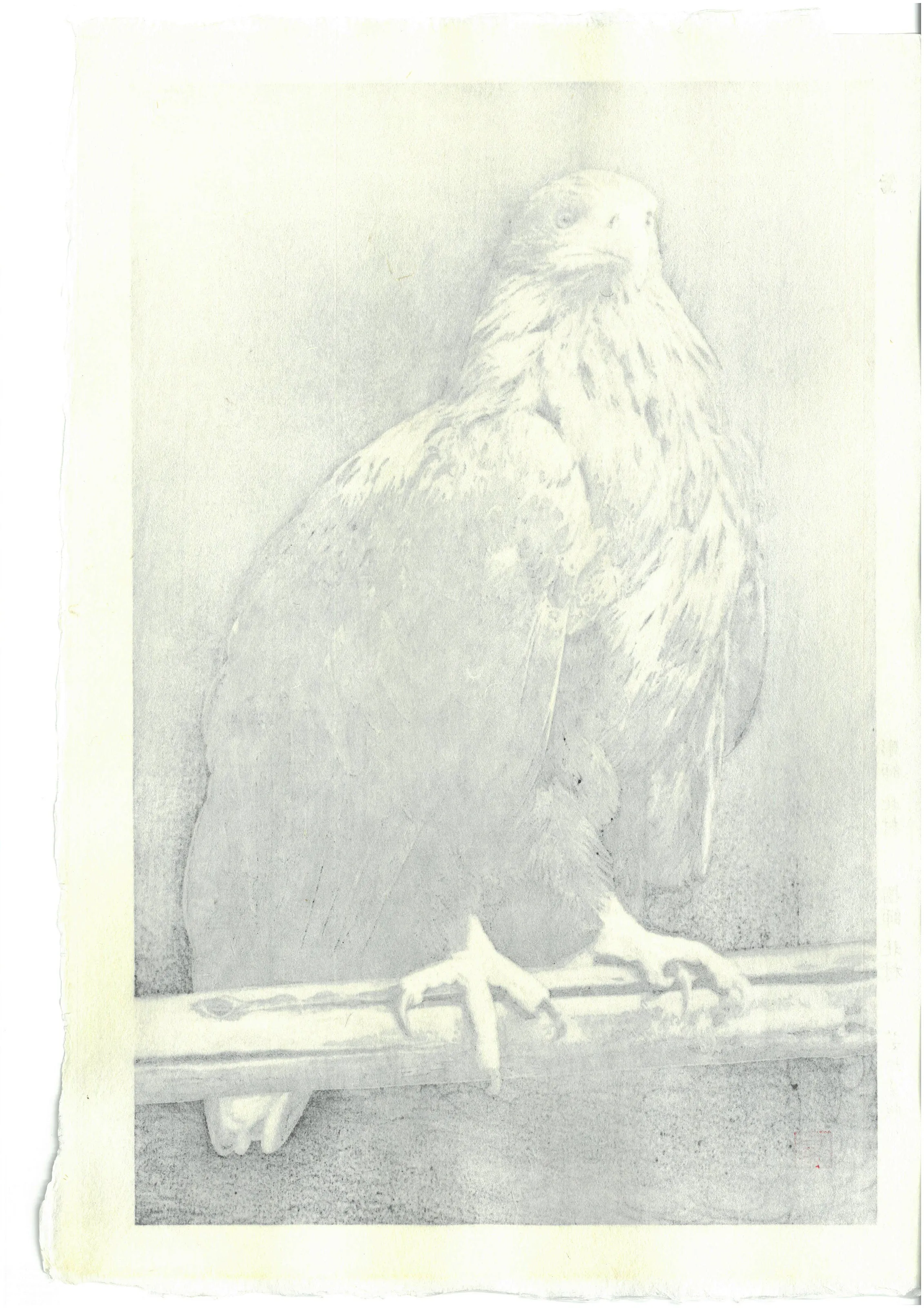 Kitamura  Shoichi - # KS3  Washi  (Eagle)  First Edition 2022 - Free Shipping