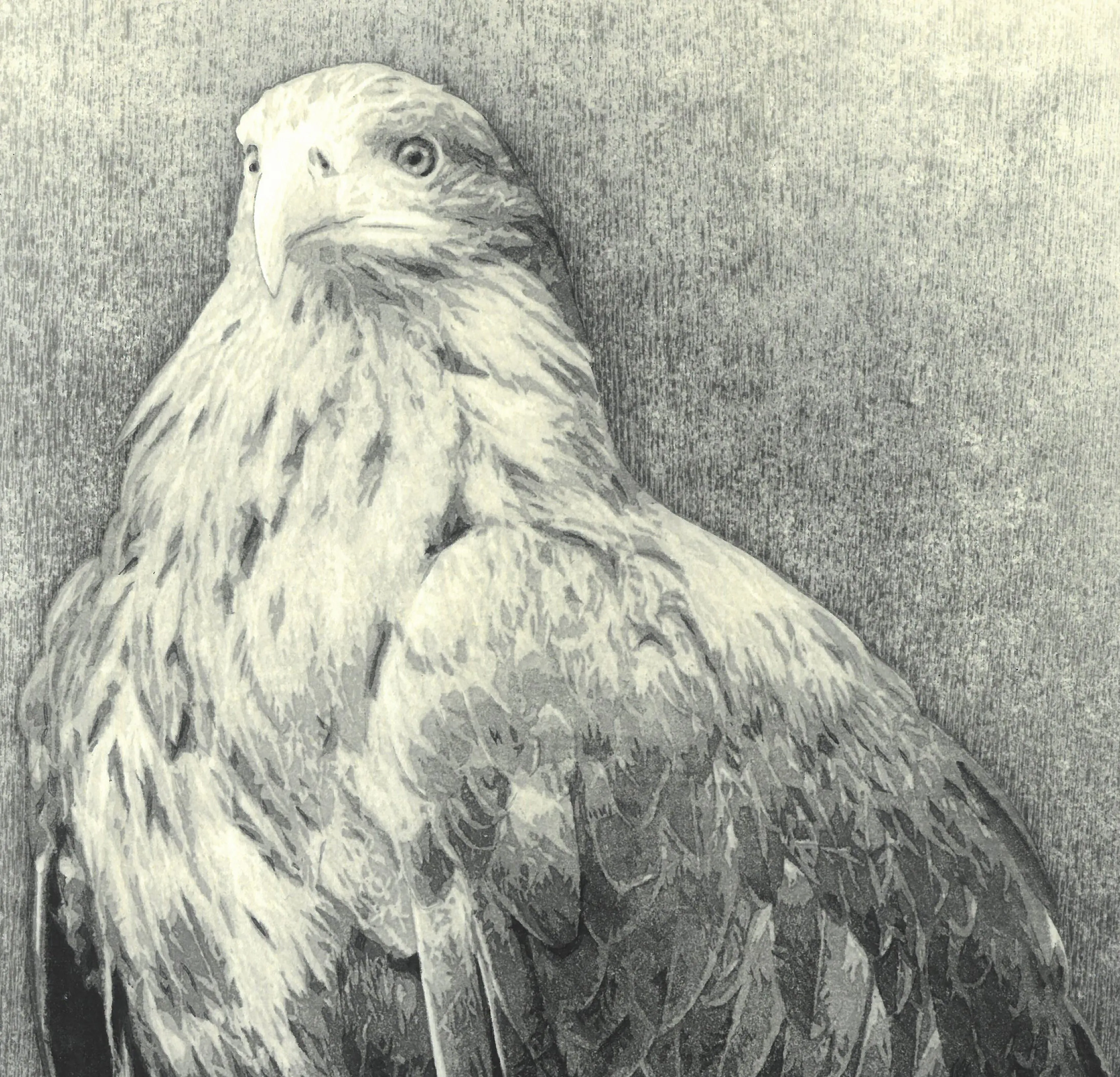 Kitamura  Shoichi - # KS3  Washi  (Eagle)  First Edition 2022 - Free Shipping