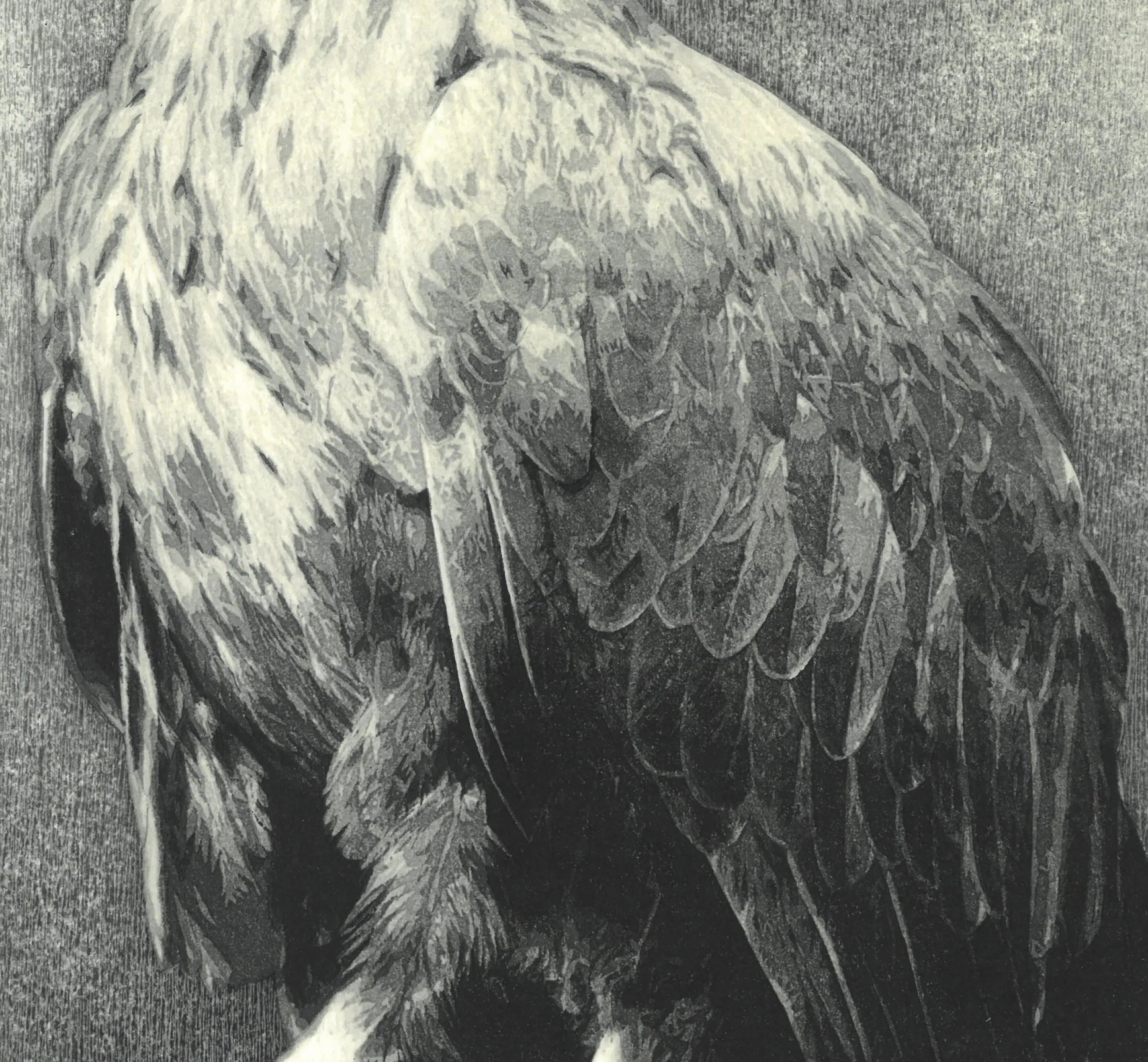 Kitamura  Shoichi - # KS3  Washi  (Eagle)  First Edition 2022 - Free Shipping