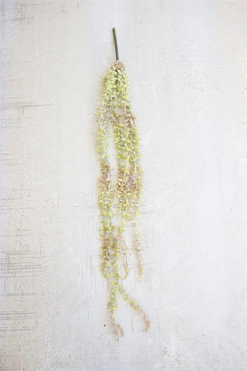 Necklace Plant (Pack of 6)