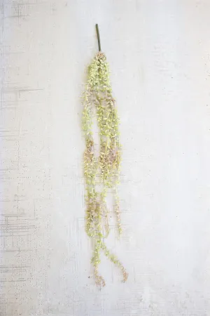Necklace Plant (Pack of 6)