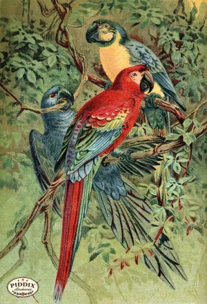PDXC2456 -- Birds