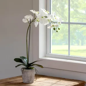Phalaenopsis Orchid Plant in Concrete Pot, Large