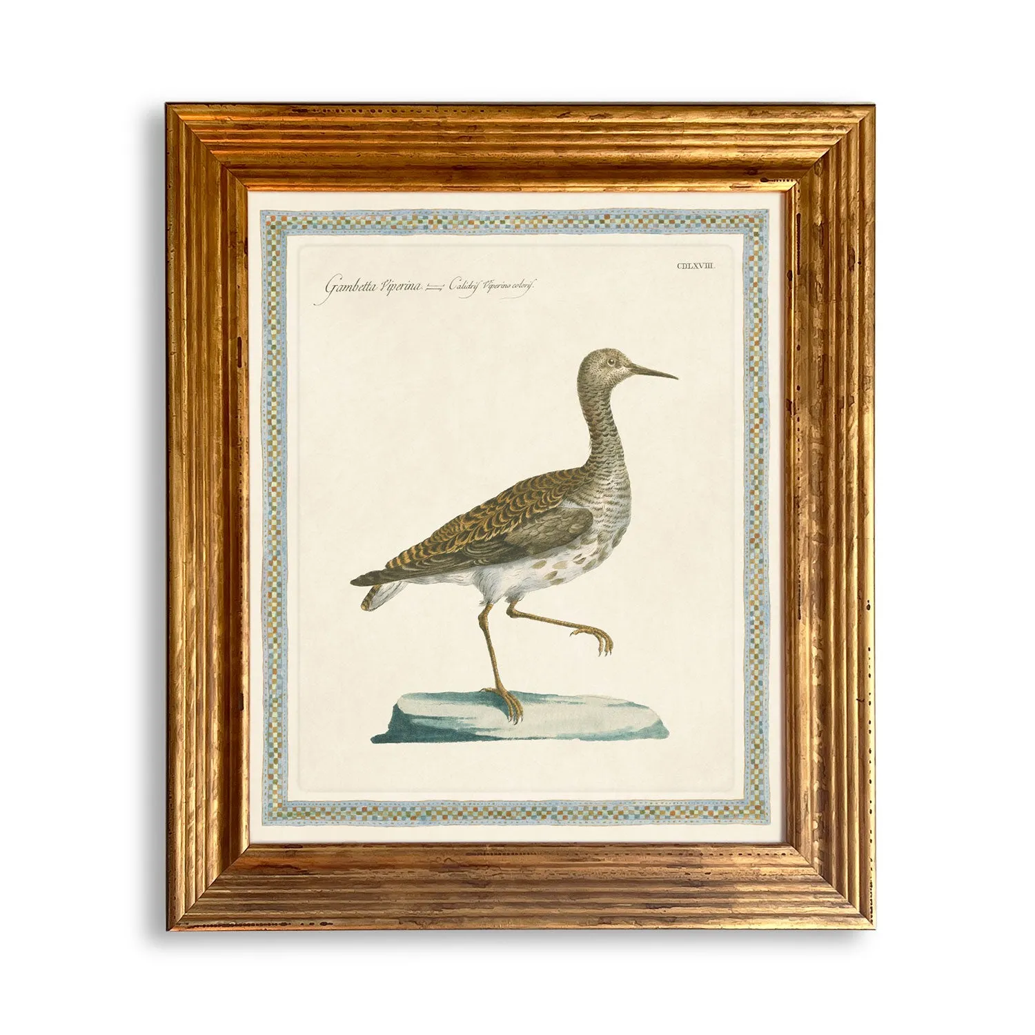 Reprotique ORNITHOLOGIA Prints - Framed