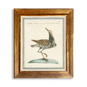 Reprotique ORNITHOLOGIA Prints - Framed