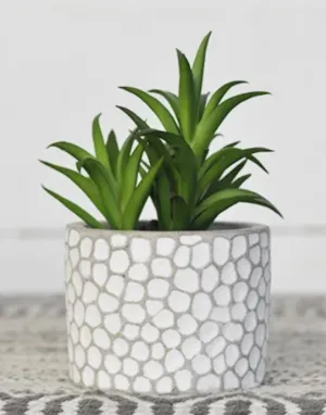 Small Dot Potted Succulent