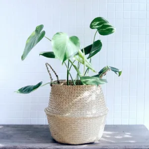 Storage Basket Rattan Straw Basket Wicker Folding Flower Pot Seagrasss Flower Baskets Garden Planter pot de fleur suspendu